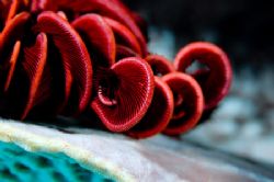 A red crinoid that caught my eye. Similar to a rose, unde... by Larissa Roorda 